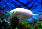 Gourami-1-650×425-1