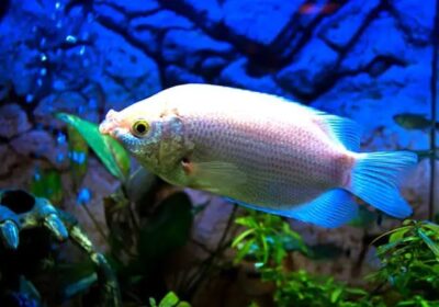 Gourami-1-650×425-1