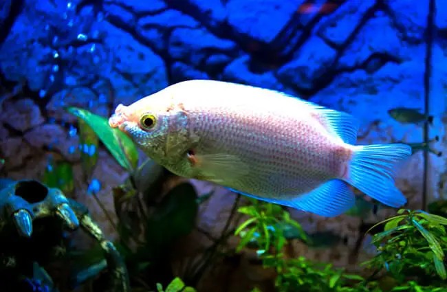 Gourami-1-650×425-1